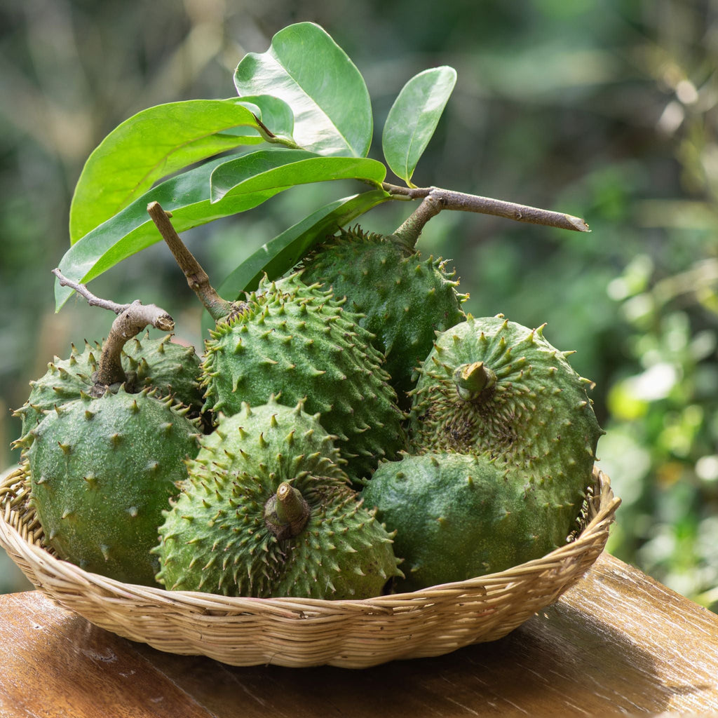 Soursop Leaf Elixir
