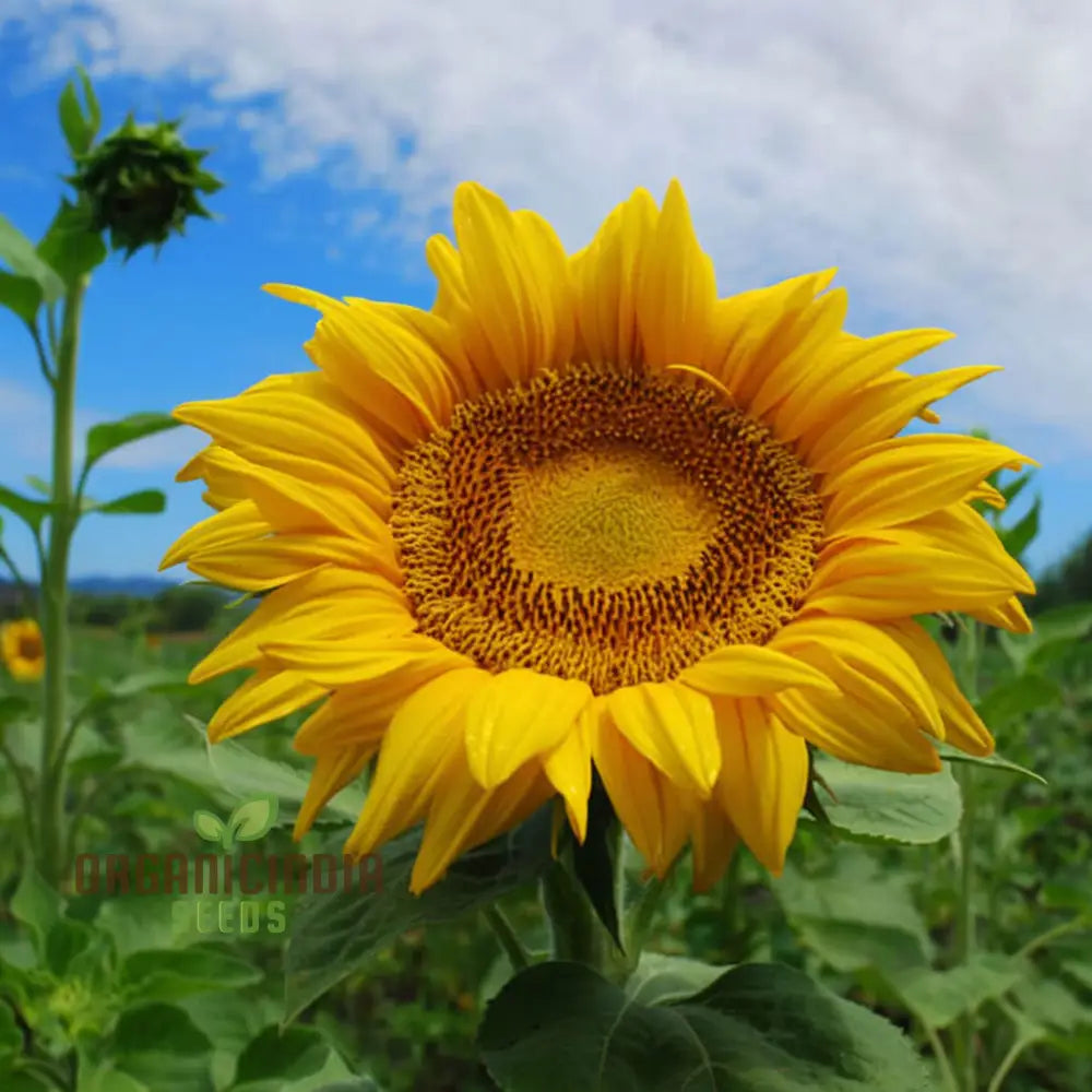 Edible Giant Sunflower Seeds – Grow Mammoth Sunflowers for Backyards, Kids Gardens, Pollinator Spaces & Seed Harvesting