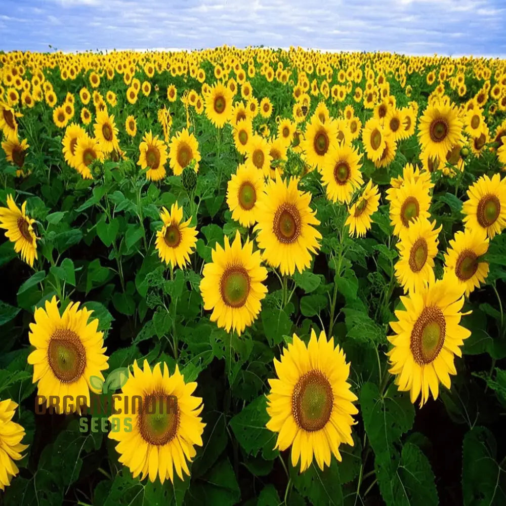 Edible Giant Sunflower Seeds – Grow Mammoth Sunflowers for Backyards, Kids Gardens, Pollinator Spaces & Seed Harvesting